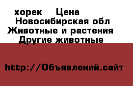 хорек  › Цена ­ 1 500 - Новосибирская обл. Животные и растения » Другие животные   